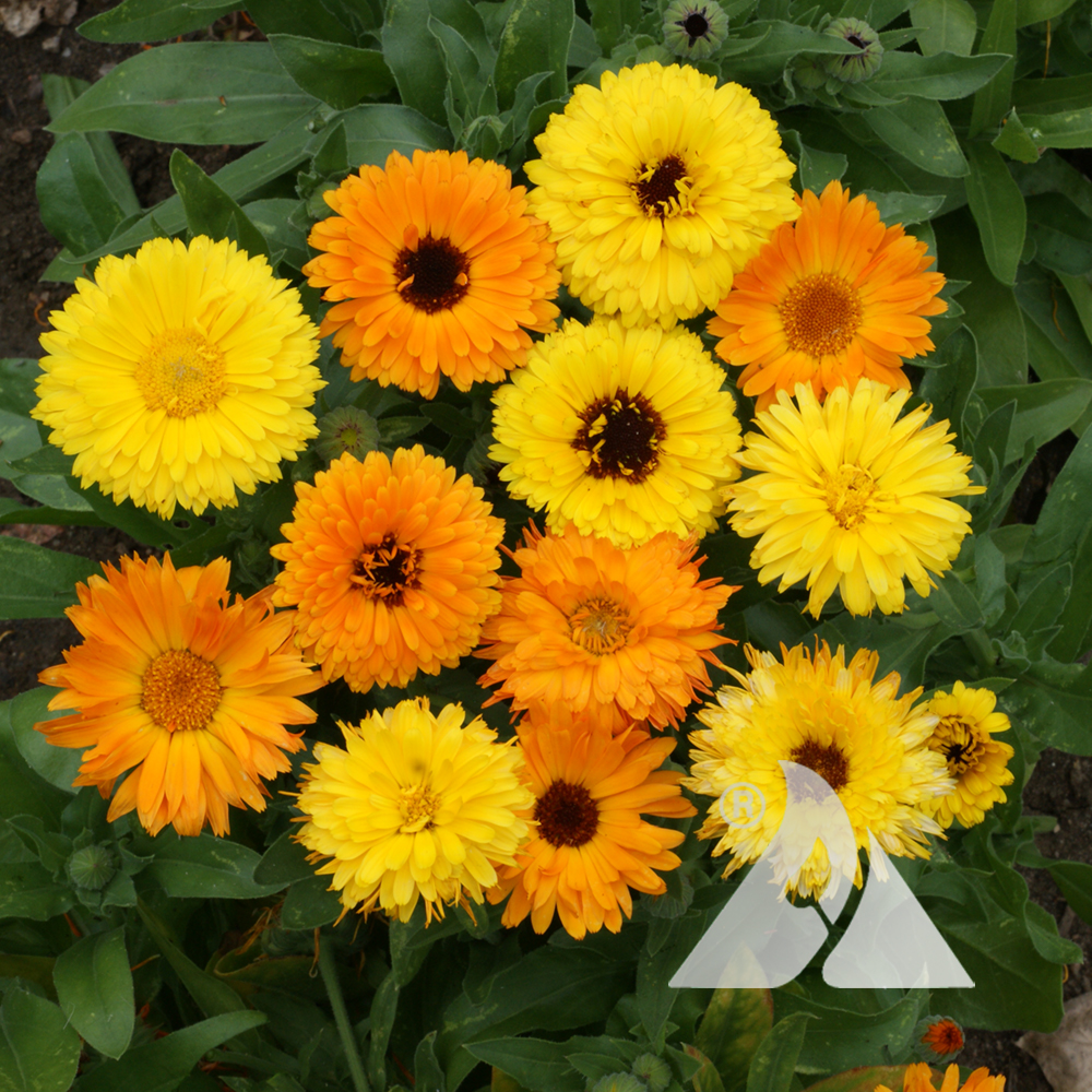 Calendula Officinalis
